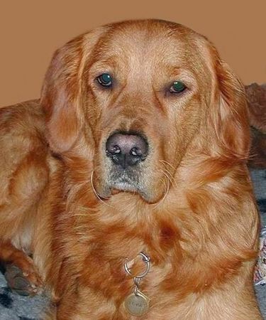 Golden Retriever TOPAS 3. Geburtstag