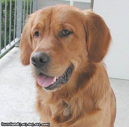 Golden Retriever TOPAS 1 3/4 Jahre