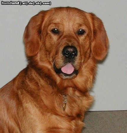 Golden Retriever TOPAS_2.Geburtstag