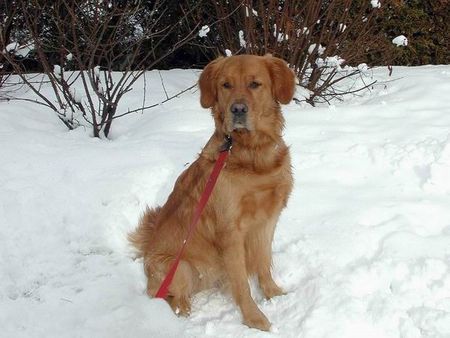 Golden Retriever topas im winterurlaub 2007