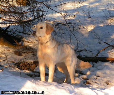 Golden Retriever Sonnenuntergang