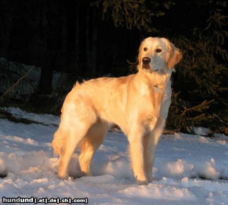 Golden Retriever Sonnenuntergang