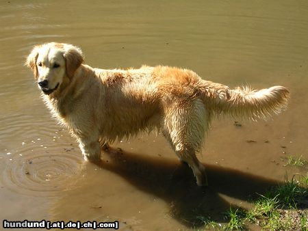 Golden Retriever Corey 04/05