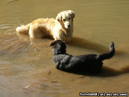 Golden Retriever Corey und ihre beste Freundin Sina 04/05