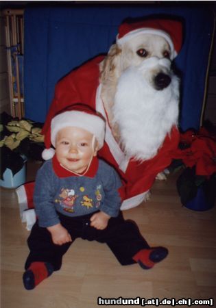 Golden Retriever Weihnachtspaar Gero und Luca