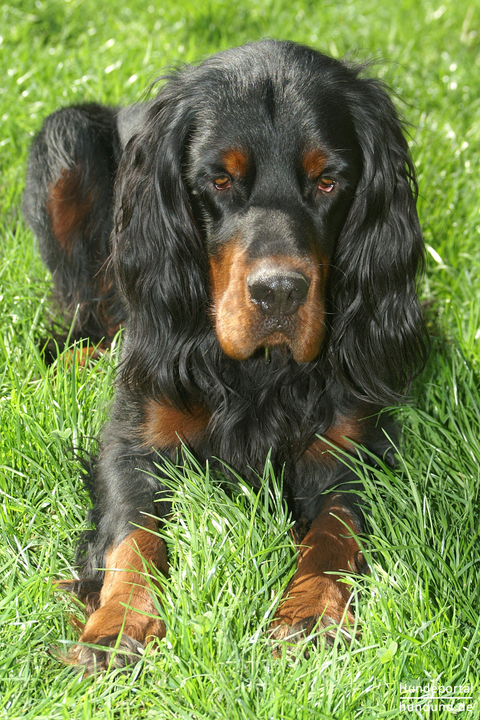 Gordon Setter Foto 20511 - hundund.de