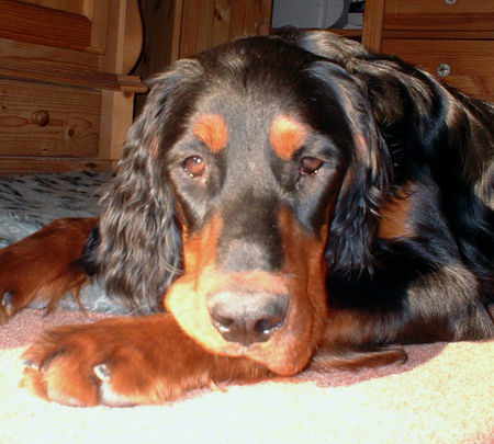 Gordon Setter Dinka