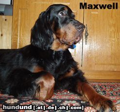 Gordon Setter Gordon setter Maxwell, 6 months