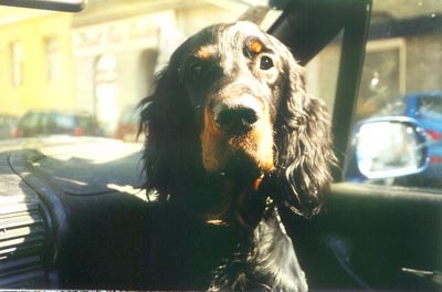 Gordon Setter Archie (sucht ein Zuhause)