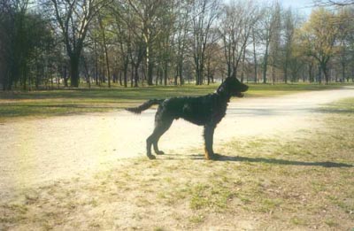 Gordon Setter Archie (sucht ein Zuhause)