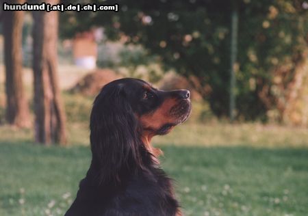 Gordon Setter Ginette 4 Jahre