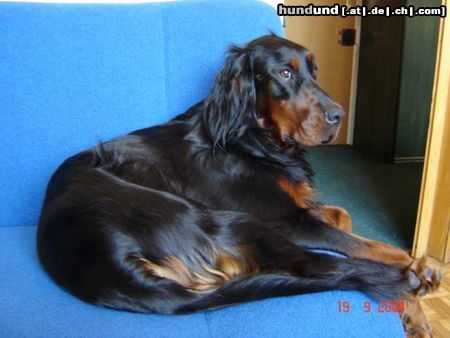 Gordon Setter Frodo 