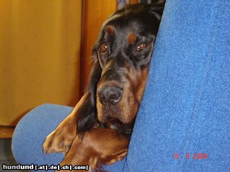 Gordon Setter Frodo 