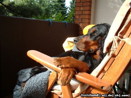 Gordon Setter Dinka liebt die Sonne, wie man sieht :)