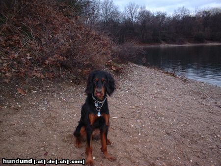 Gordon Setter Dinka (3Jahre) am Kruppsee