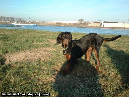 Gordon Setter Dinka vom Wolthaus