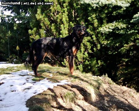 Gordon Setter