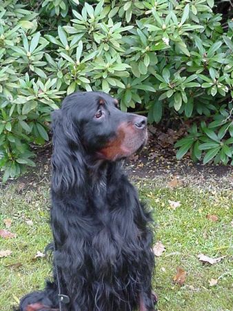 Gordon Setter ISch.Ch. Forester`s Ironduke of Darkmoor