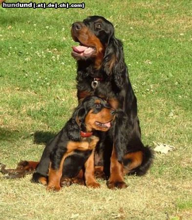 Gordon Setter Meine beiden Settermädchen