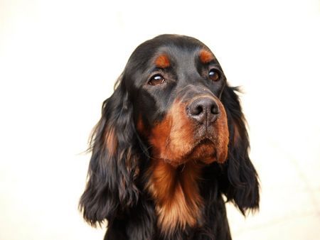 Gordon Setter Black' N Tan's All Is Fun 10 months