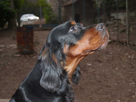 Gordon Setter Black' n Tan's All is Fun 9 months