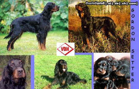 Gordon Setter