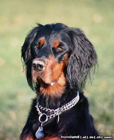 Gordon Setter Dinka vom Wolthaus