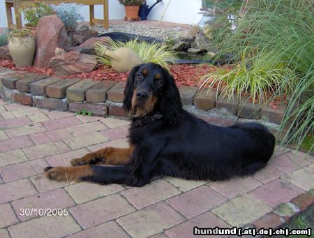 Gordon Setter Mylo (Skywalker´s Aljoscha) mit 9 Monaten