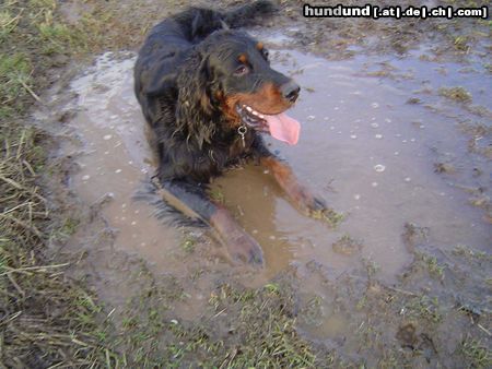 Gordon Setter  Hamlet im Matsch