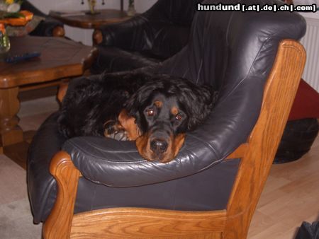 Gordon Setter Geromé vom Delmegrund