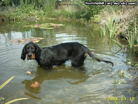 Gordon Setter Mylo (Skywalker´s Aljoscha) 4 Monate