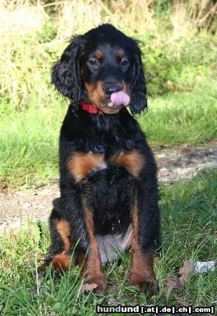 Gordon Setter Klein Quin