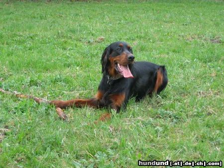 Gordon Setter Frodo 