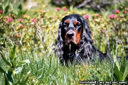 Gordon Setter Dinka zwischen den Alpenblumen