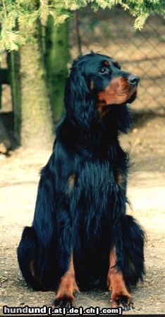 Gordon Setter Joyvita vom Pulserdamm