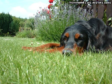 Gordon Setter Dinka im Garten