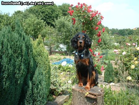 Gordon Setter Dinka genannt Ginger auf einem Baumstamm