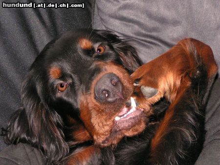 Gordon Setter Auch kleine Hunde kauen an den Nägeln...