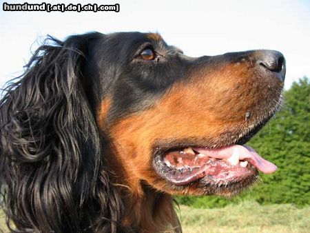 Gordon Setter Kiara erblickt einen Fasan ...