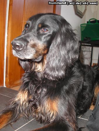 Gordon Setter Shila