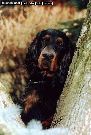 Gordon Setter DSch.Ch. 