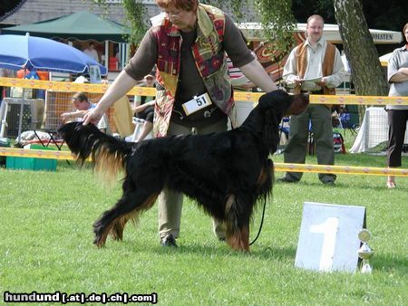 Gordon Setter Ch.VDH 