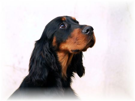 Gordon Setter Tarock's Quest For Joy 8 months