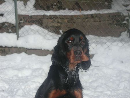 Gordon Setter Black 'n Tan's All is Fun playing tricks