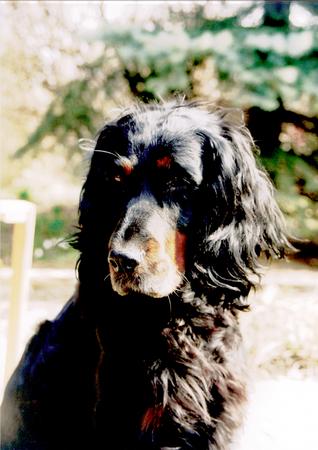 Gordon Setter Alina