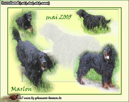 Gordon Setter Chicco ut Eyther-Land gen. Marlon