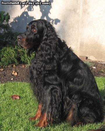 Gordon Setter Unser Marlon