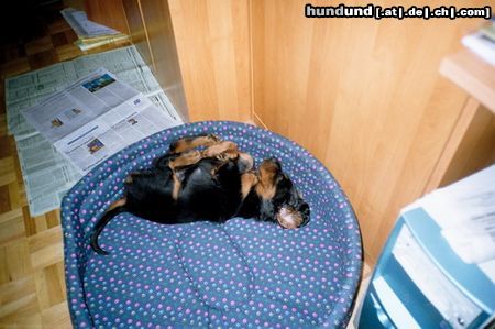 Gordon Setter Frodo 