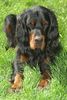 Gordon Setter Hund