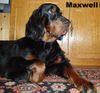 Gordon Setter Hund